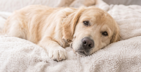 Best Supplements for Health in Dogs