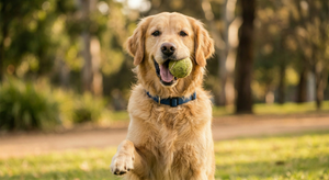 Strengthening Your Dog’s Immune System Naturally