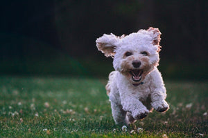 What Causes Bad Breath in Dogs?