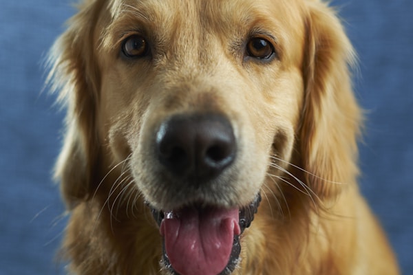 Joint Support for Dogs: Signs, Solutions & Natural Relief
