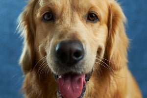 Joint Support for Dogs: Signs, Solutions & Natural Relief