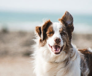 How to Help Your Dog Manage Anxiety