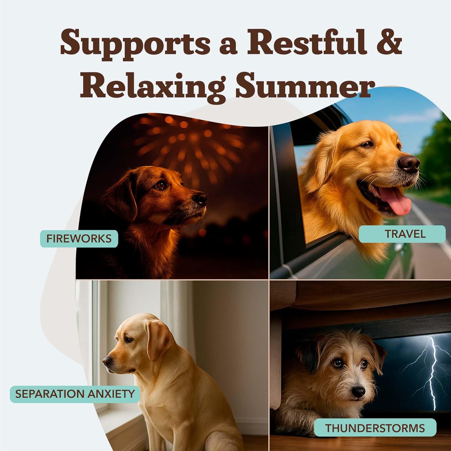 Natural Dog Company Calming Supplement