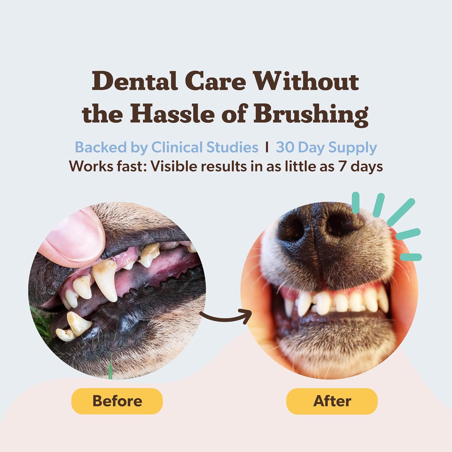 Natural Dog Company Dental Powder