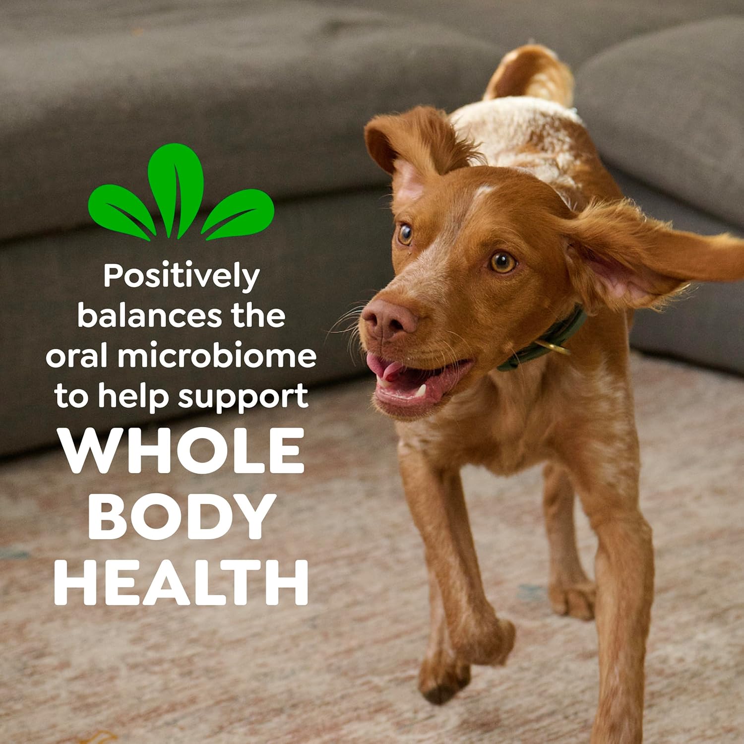 Greenies Original Dental Treats