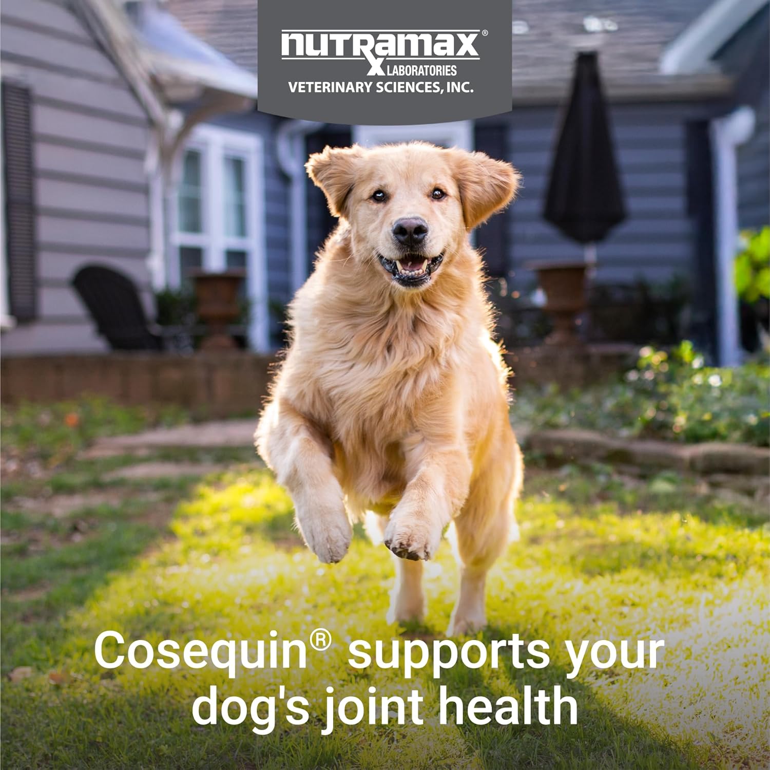 Nutramax Cosequin DS Plus MSM