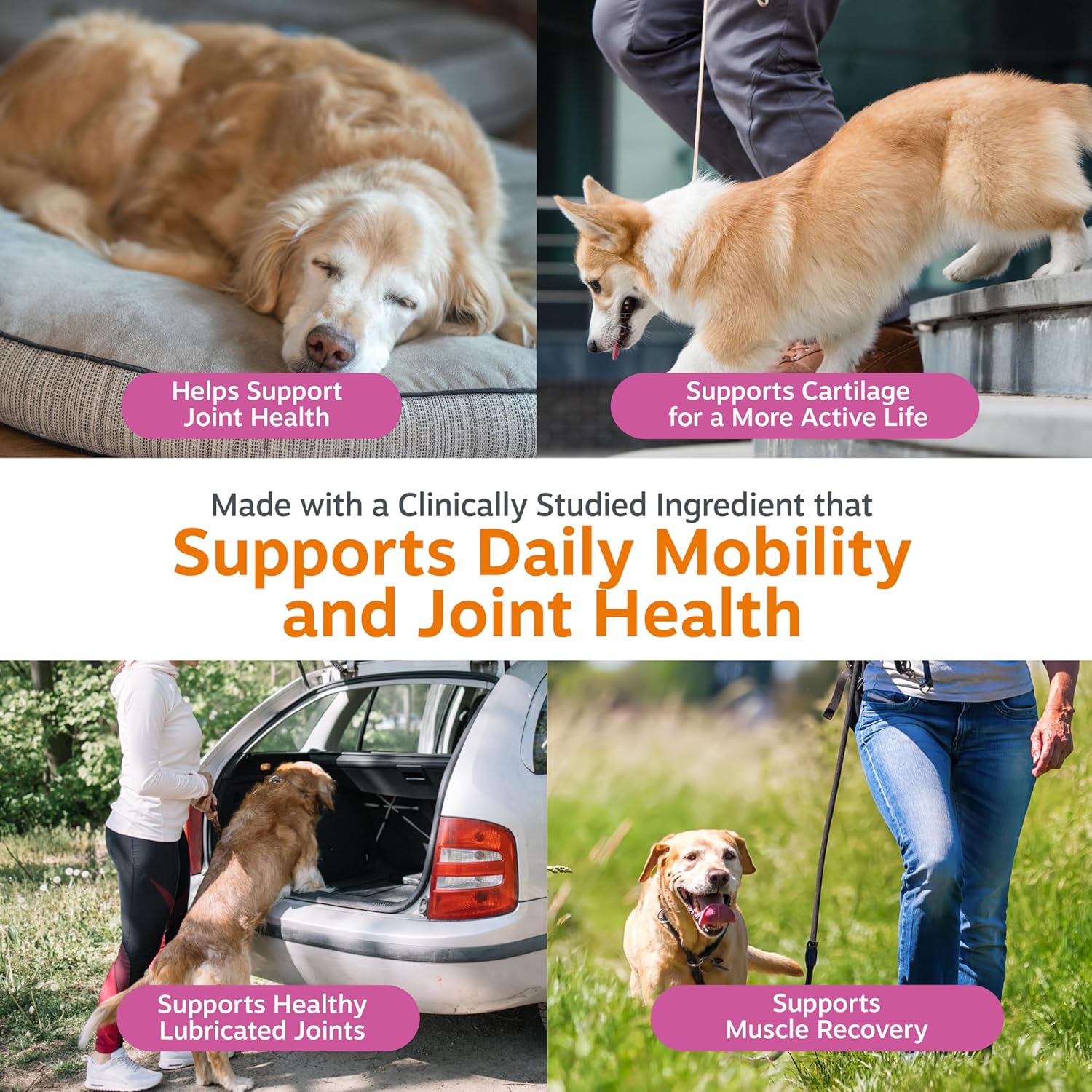 Zesty Paws Mobility Bites